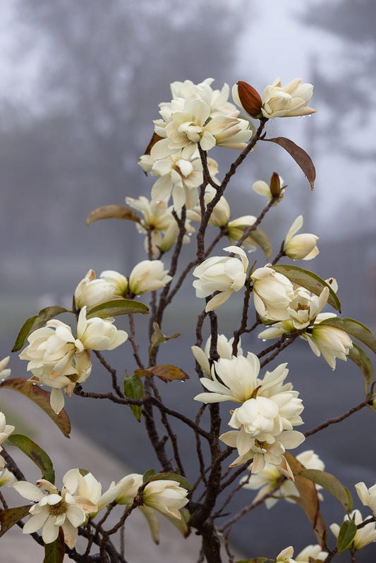 A cluster of creamy white magnolia flowers and buds on a dark, bare branch. Water droplets cling to the petals and leaves, suggesting a recent rain or dew. The background is a soft, out-of-focus gray, creating a moody and atmospheric effect.