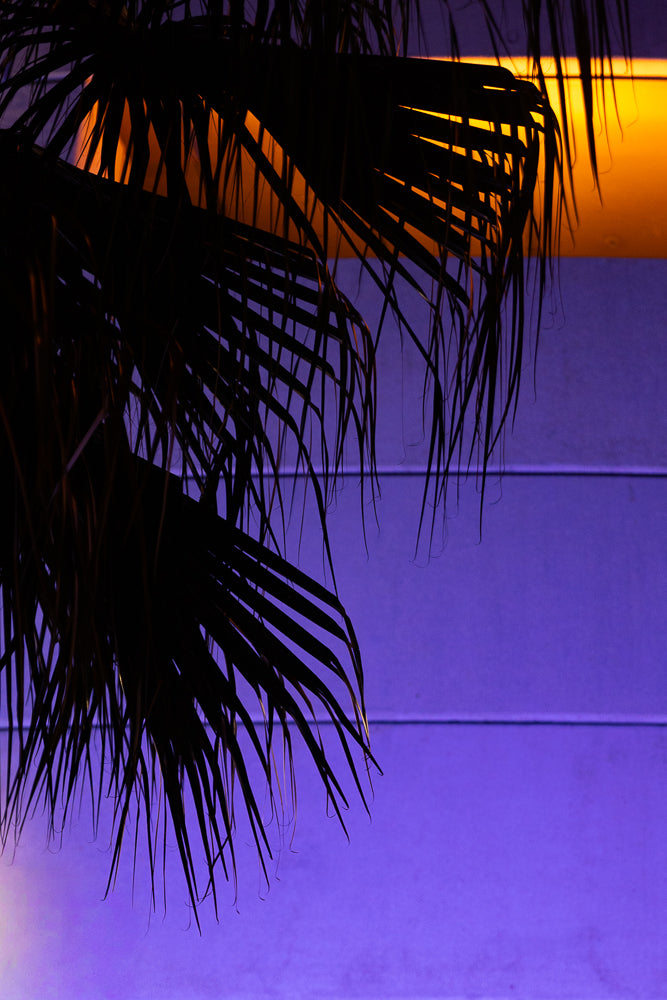 Silhouetted palm fronds are set against a vibrant purple background with streaks of orange light filtering through the leaves.