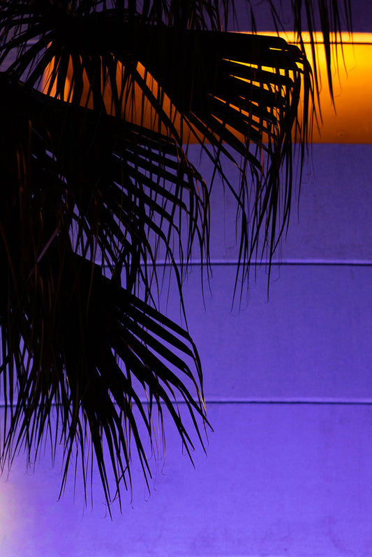 Silhouetted palm fronds are set against a vibrant purple background with streaks of orange light filtering through the leaves.