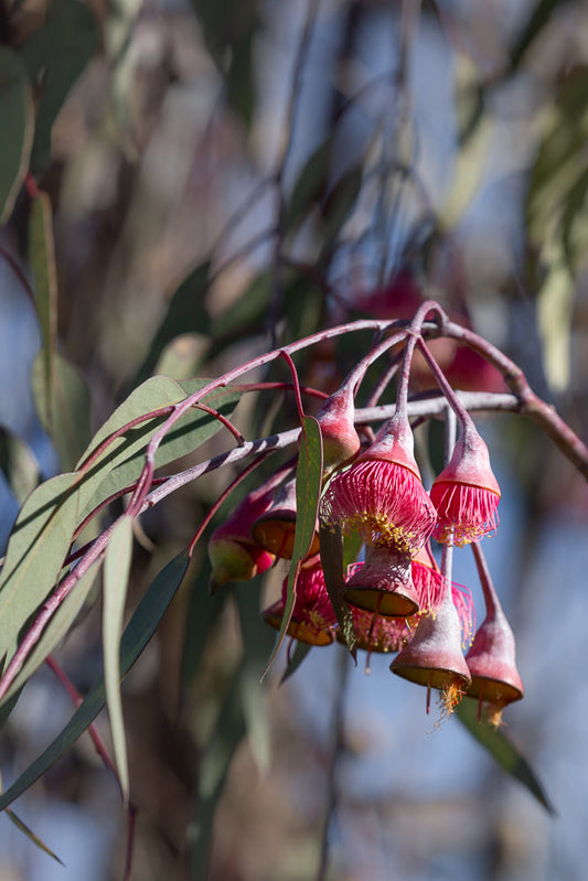 Close-up of a cluster of pink eucalyptus flowers with prominent stamens and buds, set against a soft, blurred background of green leaves and blue sky.