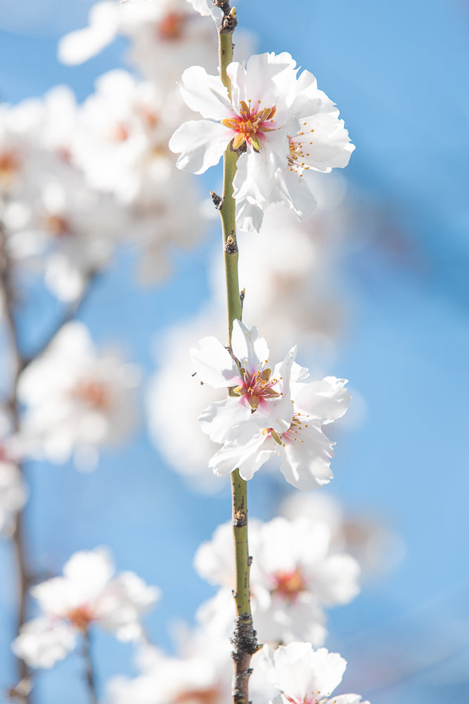 A close-up shot of a branch with white almond blossoms against a bright blue sky. The delicate petals and pink centers of the flowers are in sharp focus, while the background is softly blurred.