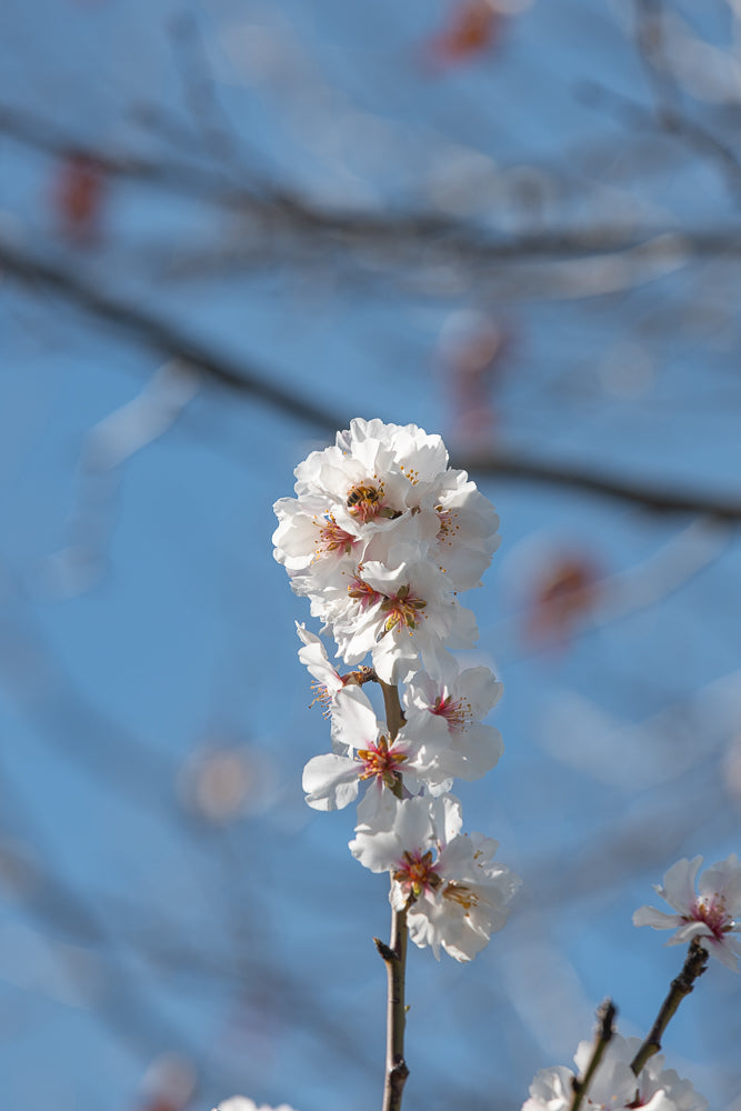 A bee collects pollen from a cluster of white almond blossoms against a soft blue sky. The delicate petals and stamens are in sharp focus, while the background branches are blurred.