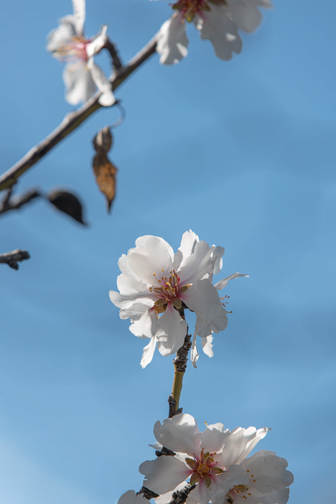 Close-up of delicate white almond blossoms with pink centers against a clear blue sky. The petals are soft and slightly ruffled, with visible stamens. A bare branch with a dried leaf is visible in the upper left corner.