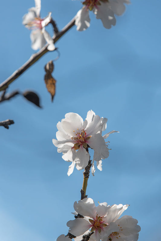 Close-up of delicate white almond blossoms with pink centers against a clear blue sky. The petals are soft and slightly ruffled, with visible stamens. A bare branch with a dried leaf is visible in the upper left corner.