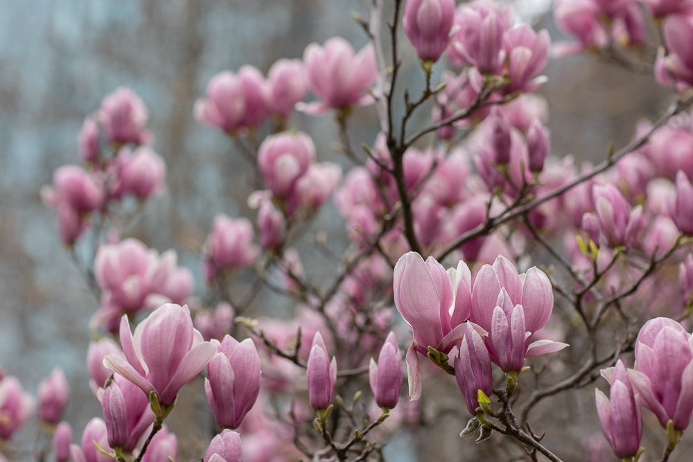 A close-up shot of pink magnolia flowers blooming on a tree branch against a blurred background. The image captures the delicate beauty of spring blossoms.