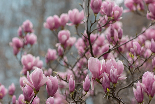 A close-up shot of pink magnolia flowers blooming on a tree branch against a blurred background. The image captures the delicate beauty of spring blossoms.
