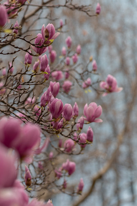 A close-up shot of pink magnolia flowers blooming on a tree branch against a blurred background of trees and sky.
