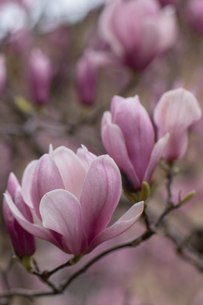 Close-up of delicate pink magnolia blossoms opening on a branch, with soft focus in the background.