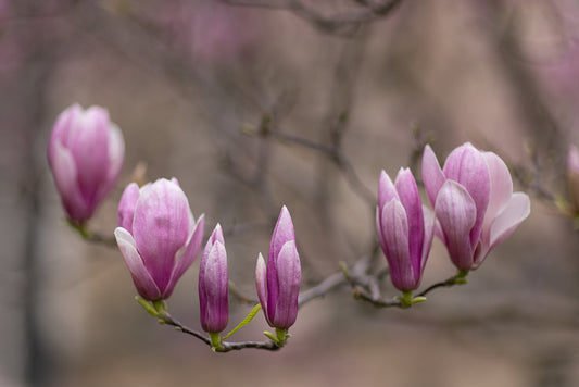 A cluster of pink magnolia buds and partially opened flowers on a branch against a soft, blurred background.