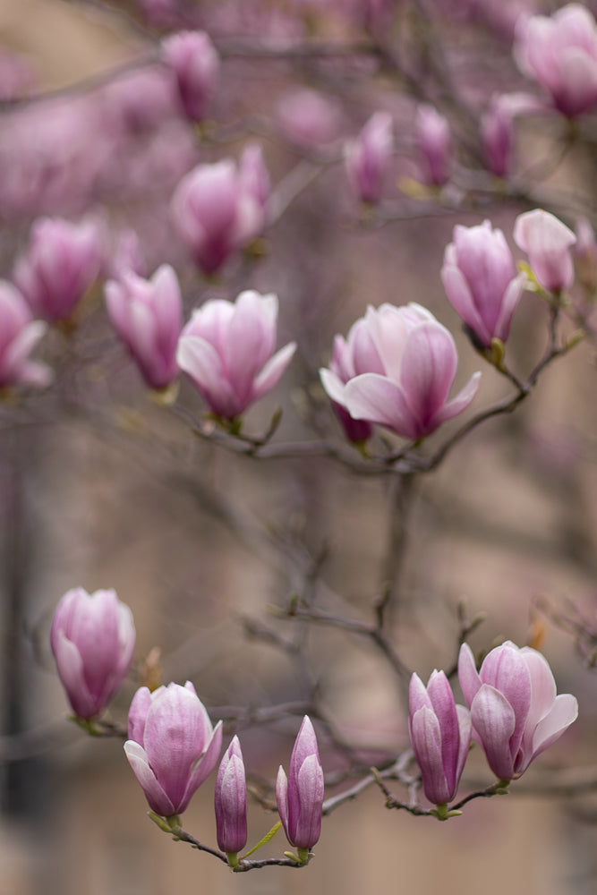 A close-up, soft-focus shot of pink magnolia blossoms and buds on branches against a blurred background.