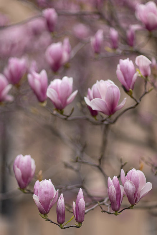 A close-up, soft-focus shot of pink magnolia blossoms and buds on branches against a blurred background.