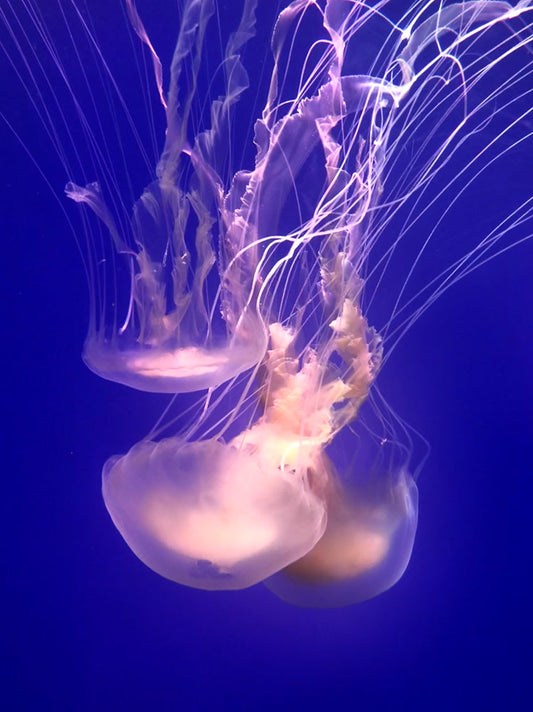 Three translucent jellyfish with long, thin tentacles drift in a deep blue ocean. The jellyfish are illuminated from within, casting a soft pink glow.