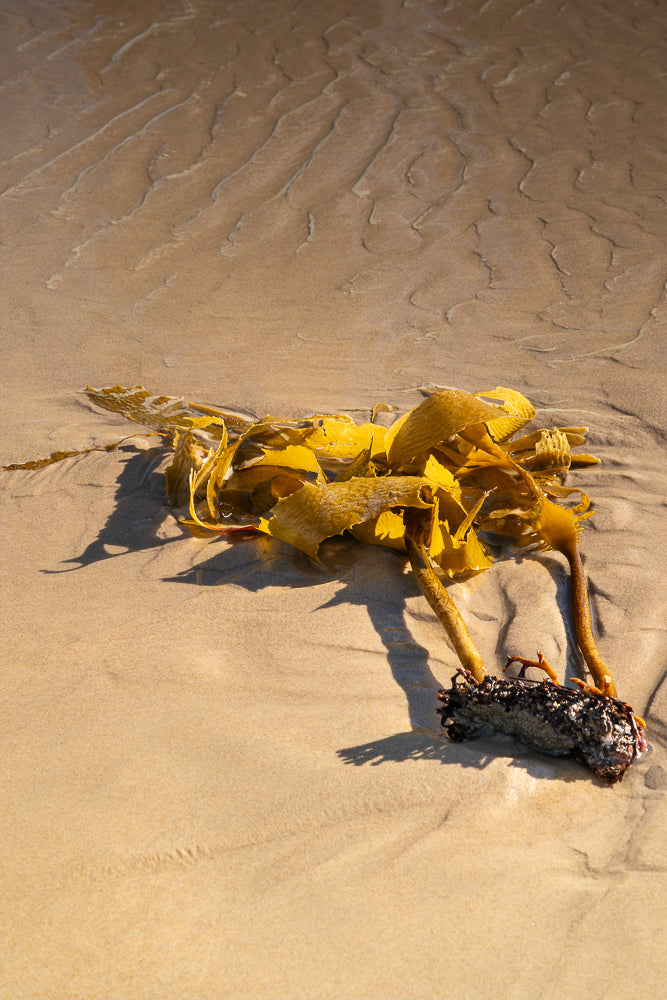 A clump of bright yellow kelp lies on wet sand, with ripples and shadows cast by the low sun. A dark, barnacle-encrusted rock anchors the kelp.