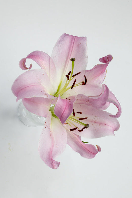 A close-up, top-down view of two delicate pink lilies with curled petals and dark stamens against a plain white background.