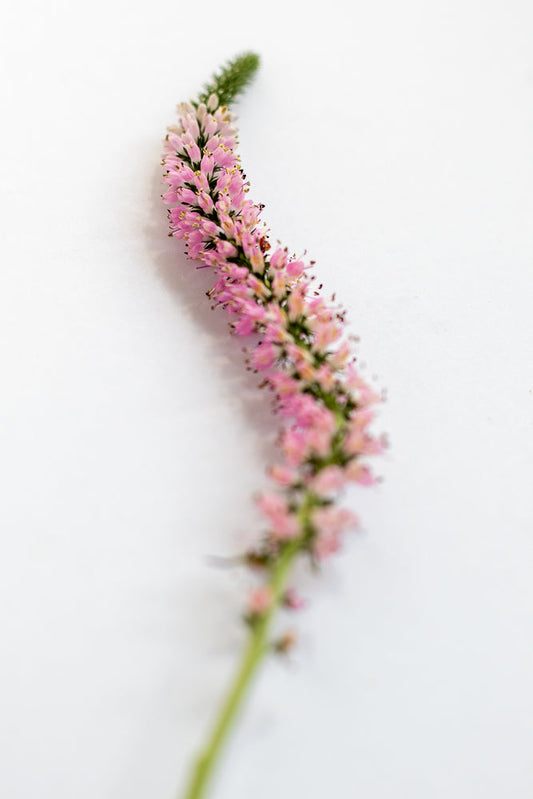 A delicate pink flower spike with a green stem curves across a white background. The tiny pink blossoms are clustered densely along the spike, with hints of yellow stamens visible.