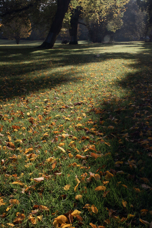 A park lawn covered in fallen autumn leaves, with dappled sunlight and shadows from trees. The grass is green and wet with dew.