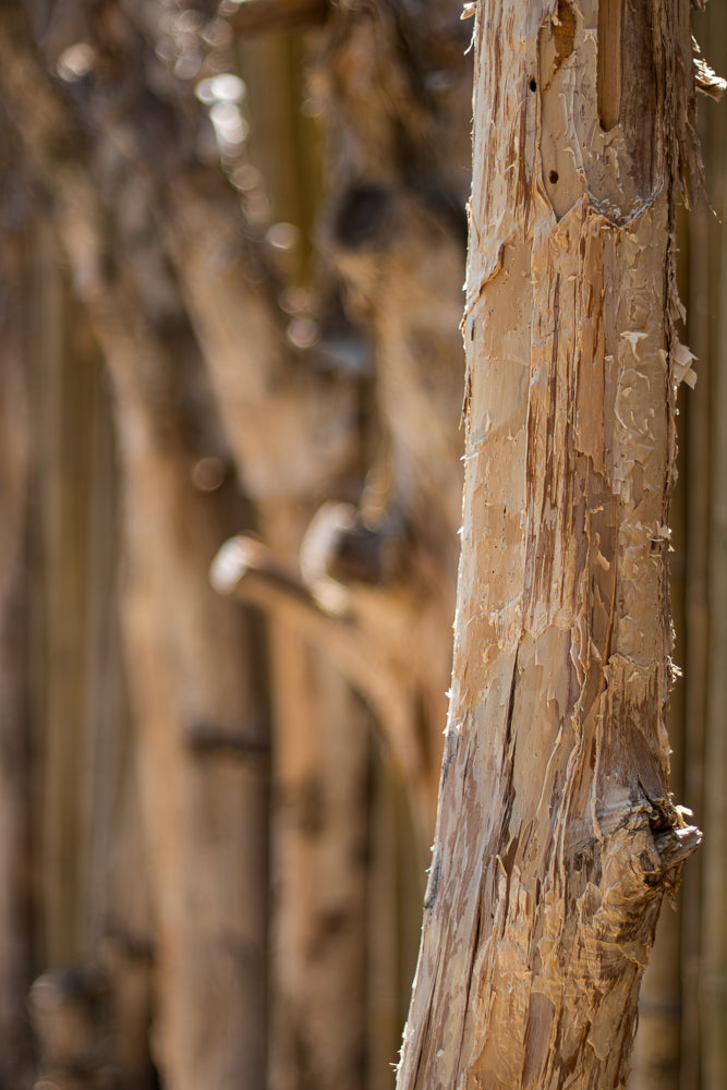 Close-up of a weathered wooden post with peeling bark and two small holes, set against a blurred background of similar posts.