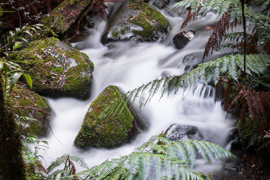 Green ferns and bush along a running stream with mossy rocks with a long exposure 