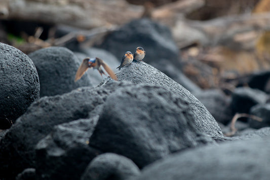 Two barn swallows perch on a dark, textured rock while a third bird flies in from the left, its wings spread wide. The background is blurred, with hints of green and brown foliage.