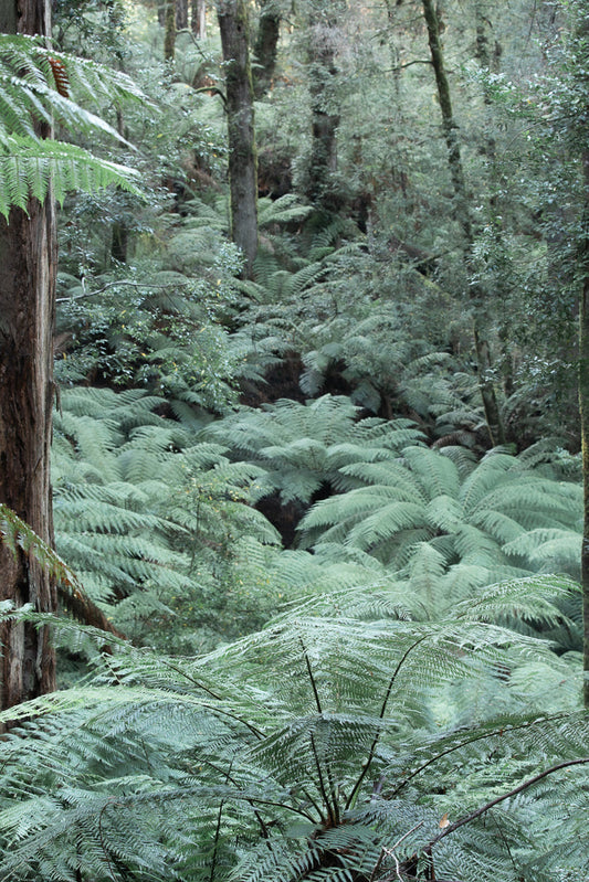 A dense forest floor covered in lush green ferns, with tall trees in the background. The ferns are layered and create a textured carpet of foliage.