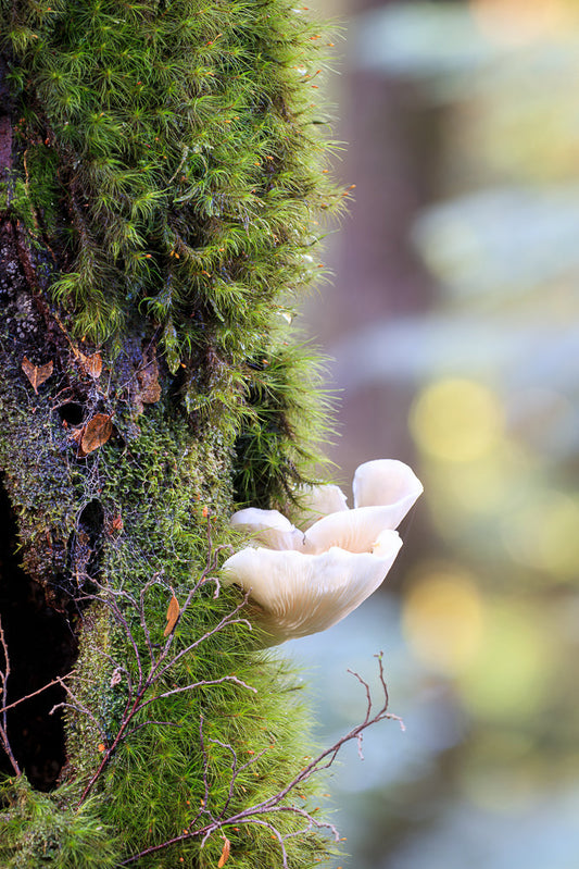 A cluster of delicate, white oyster mushrooms grows from a moss-covered tree trunk. The mushrooms have ruffled edges and are illuminated by soft light, contrasting with the lush green moss and blurred background.
