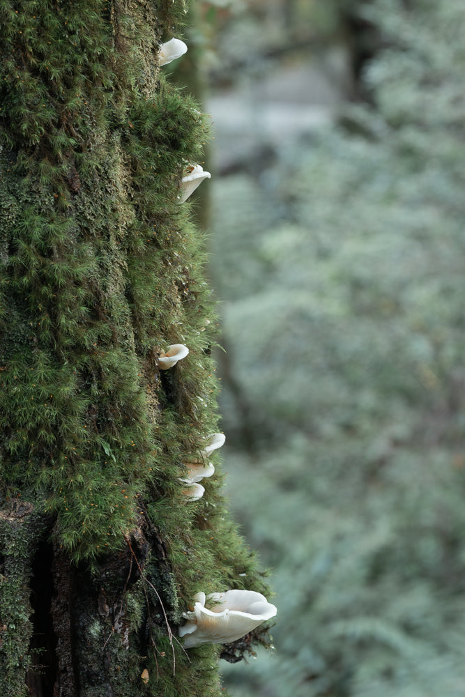 A close-up view of a moss-covered tree trunk with several white, fan-shaped mushrooms growing from it. The background is softly blurred, showing a muted green and gray forest scene.