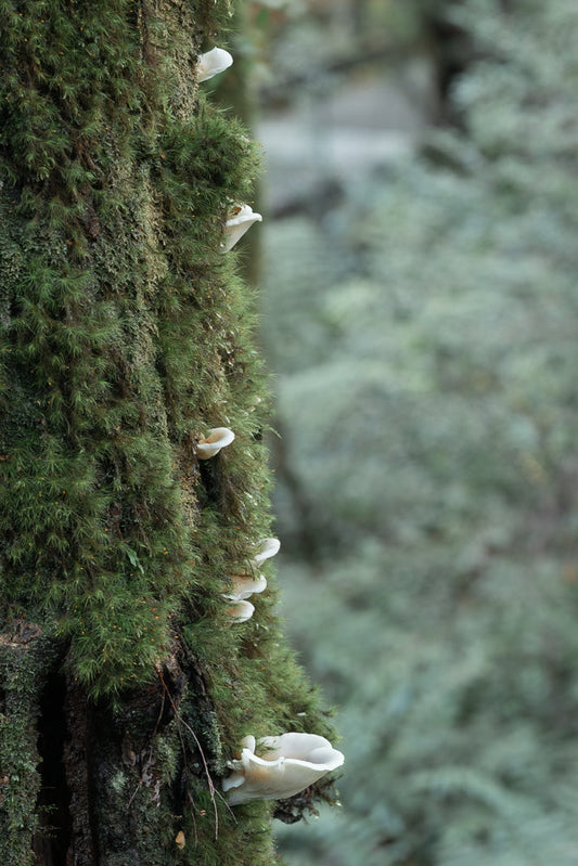 A close-up view of a moss-covered tree trunk with several white, fan-shaped mushrooms growing from it. The background is softly blurred, showing a muted green and gray forest scene.