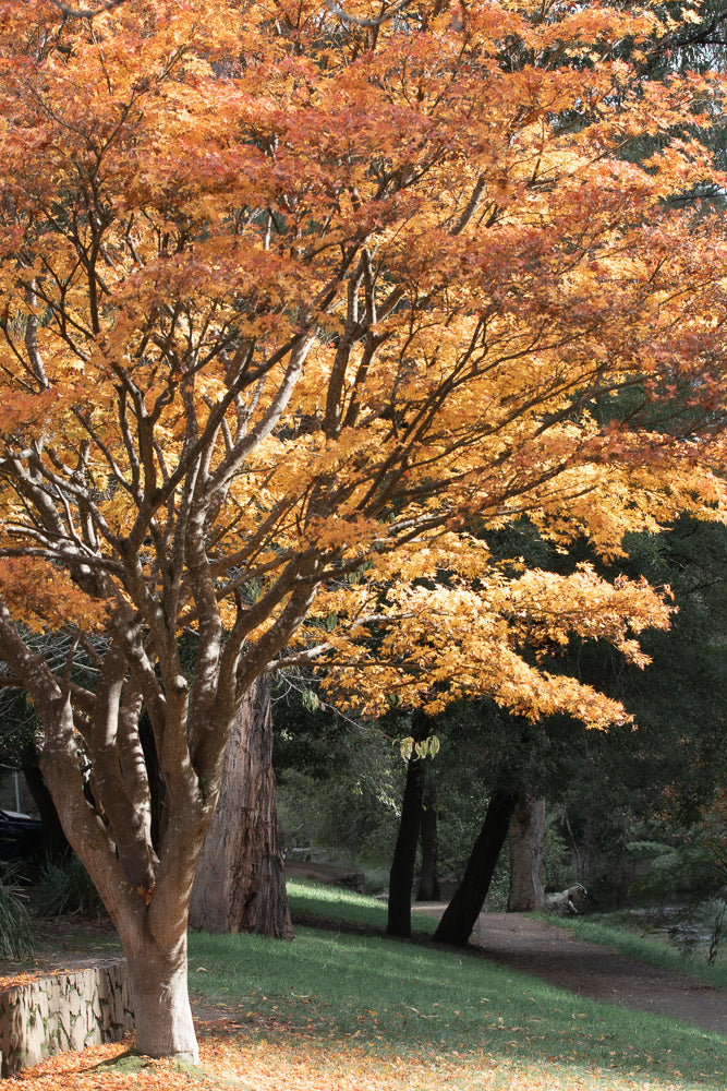 A Japanese Maple tree in full autumn splendor, its leaves a vibrant mix of orange and yellow, set against a backdrop of darker green foliage and a dappled forest path.