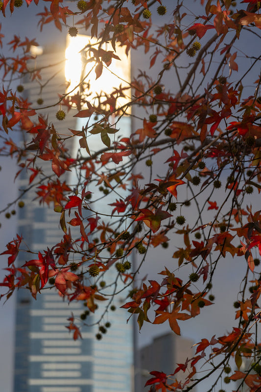 Sunlight reflects on a modern skyscraper through red and orange autumn leaves on a tree branch