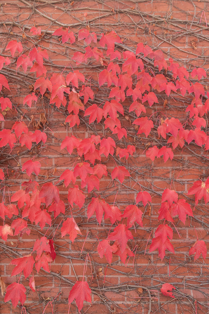 A close-up shot of bright red ivy leaves clinging to a weathered brick wall. The leaves are in various stages of autumn color, with some showing hints of yellow and brown. The ivy vines are bare and tangled, creating a natural pattern against the textured brick background.