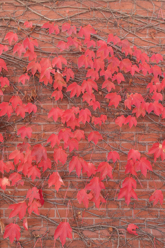 A close-up shot of bright red ivy leaves clinging to a weathered brick wall. The leaves are in various stages of autumn color, with some showing hints of yellow and brown. The ivy vines are bare and tangled, creating a natural pattern against the textured brick background.