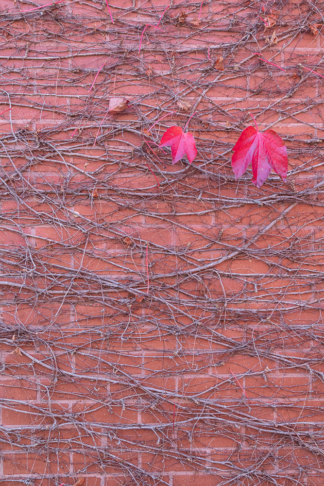 A close-up view of a red brick wall covered in a dense network of dry, grey vines. Two vibrant red leaves stand out against the muted tones of the wall and branches.