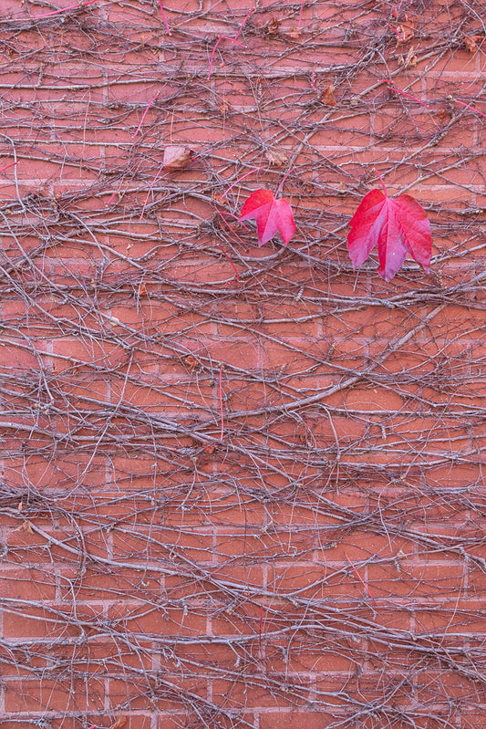 A close-up view of a red brick wall covered in a dense network of dry, grey vines. Two vibrant red leaves stand out against the muted tones of the wall and branches.