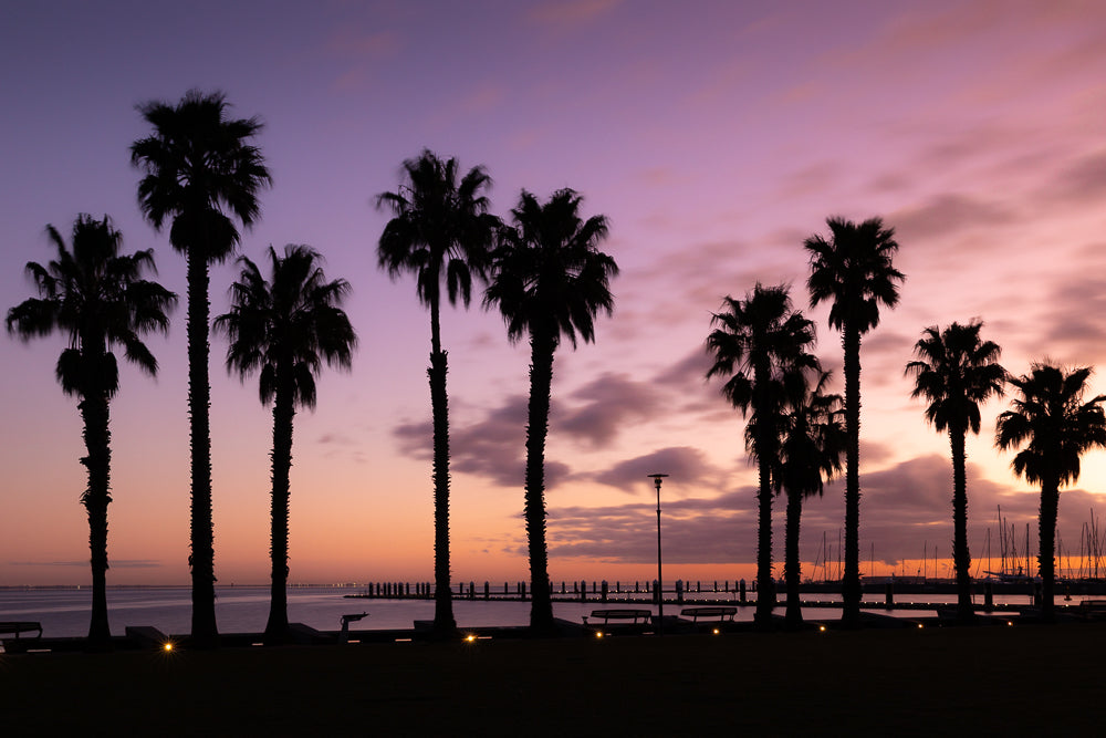Palm trees silhouetted at purple and pink sunset Geelong