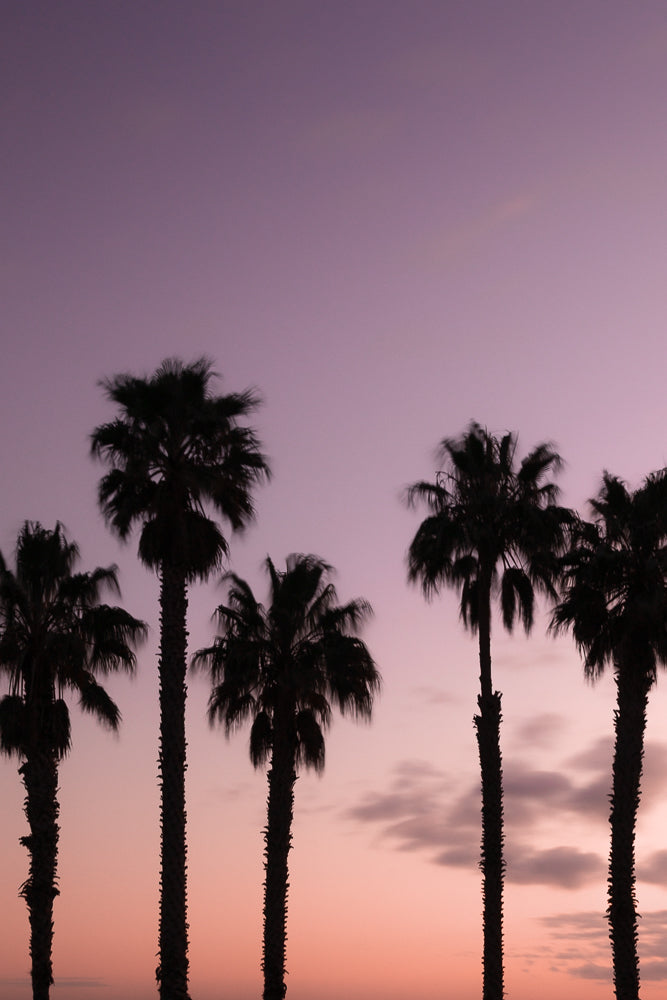 Silhouettes of five palm trees against a gradient sky of purple and pink during sunset.