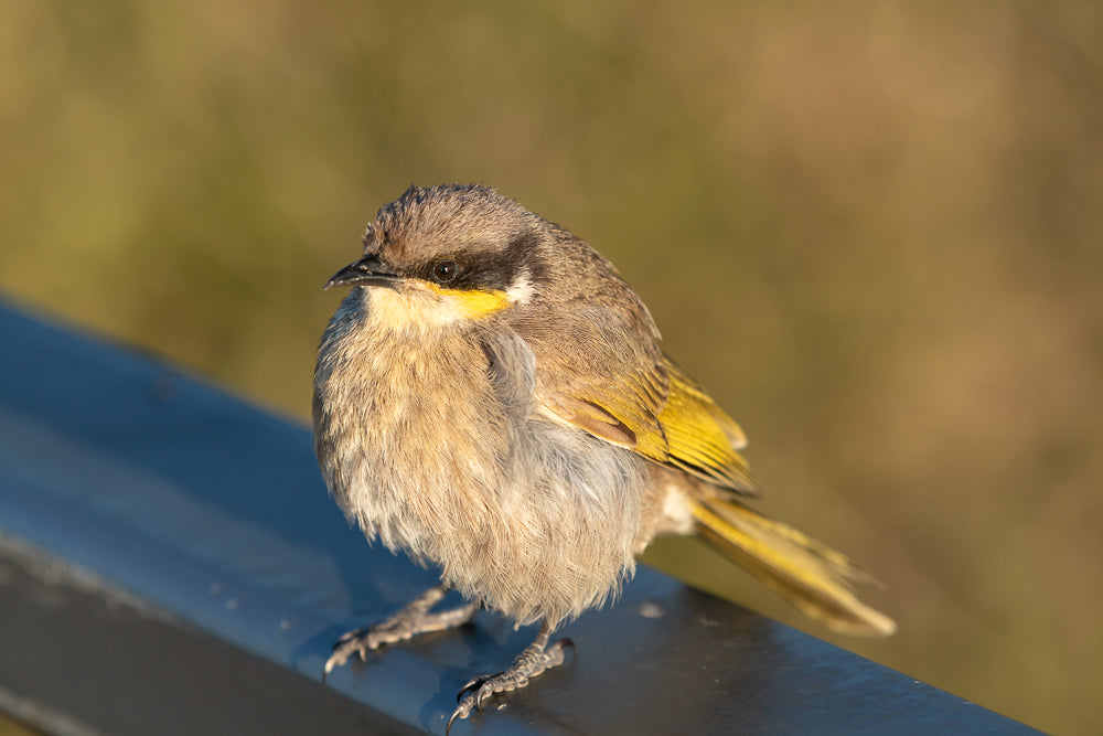 Honeyeater Bird - Cute close up of a small Australian honeyeater Bird with beautiful warm lighting sitting on a fence. Victoria, Australia