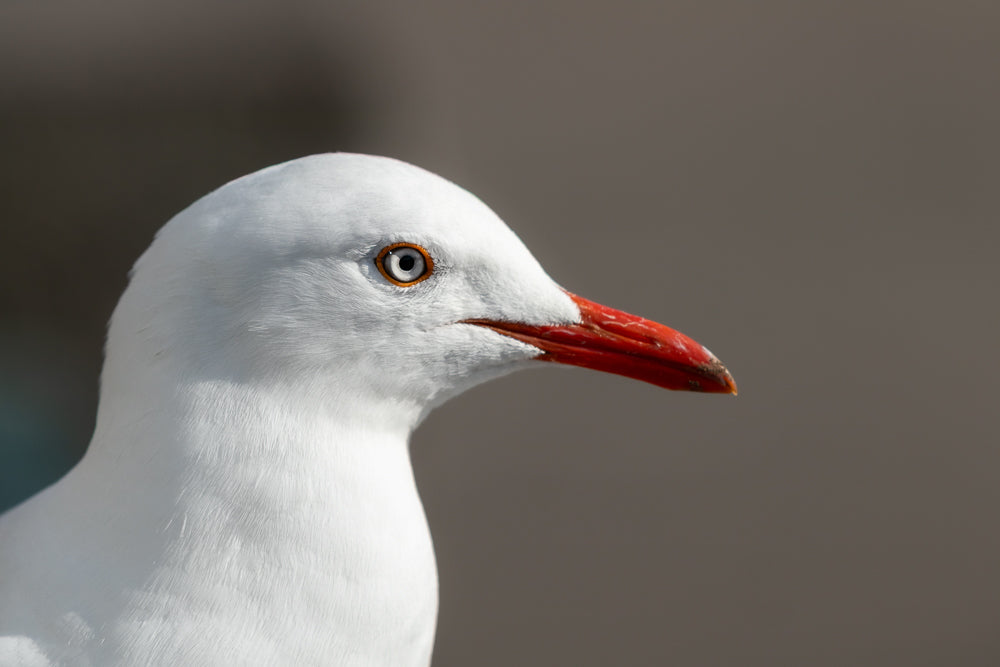 Close-up, side view of a seagull face. Beautiful shot of a white bird.
