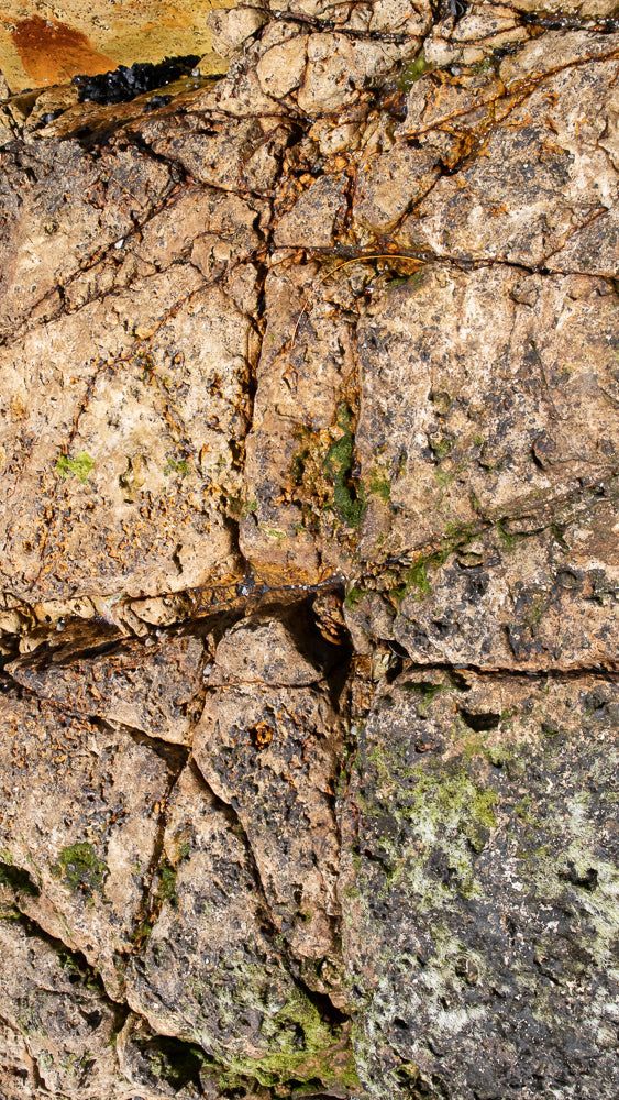 Close-up of a textured rock face with cracks and crevices. Patches of green moss and dark algae grow in the damp areas, contrasting with the rough, sandy-brown stone. Small pools of water glint in the depressions.