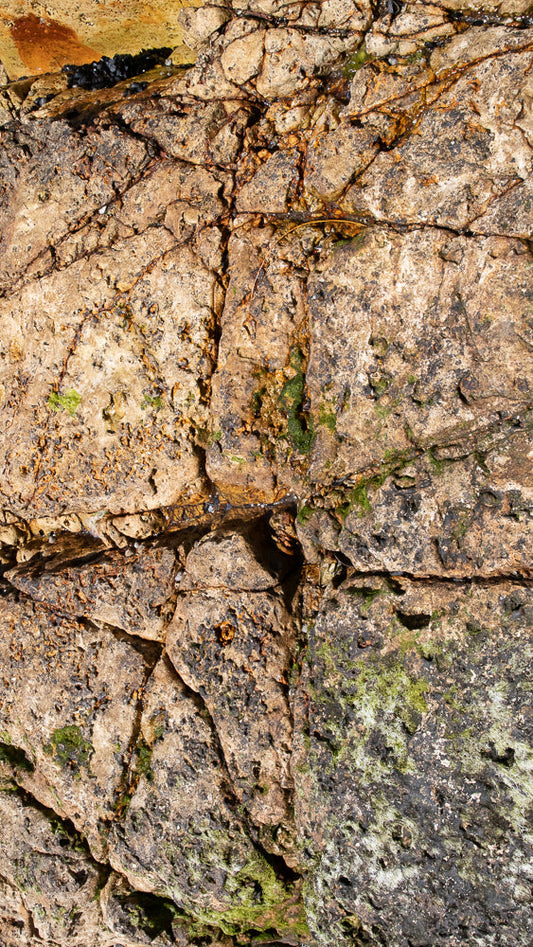 Close-up of a textured rock face with cracks and crevices. Patches of green moss and dark algae grow in the damp areas, contrasting with the rough, sandy-brown stone. Small pools of water glint in the depressions.