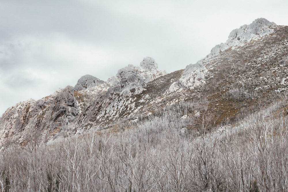 A wide shot of a mountain range under a cloudy sky. The foreground is filled with bare, grey trees, suggesting a recent fire or harsh winter. The mountain slopes are rocky and sparsely vegetated, with patches of dry grass and scattered rocks.