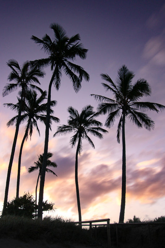 Silhouettes of palm trees against a dusky purple and orange sky at sunset. Wispy clouds are illuminated by the setting sun.
