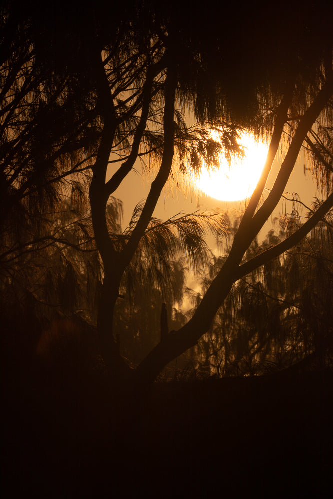 The sun is setting behind silhouetted trees, casting a warm orange glow through the branches and foliage.