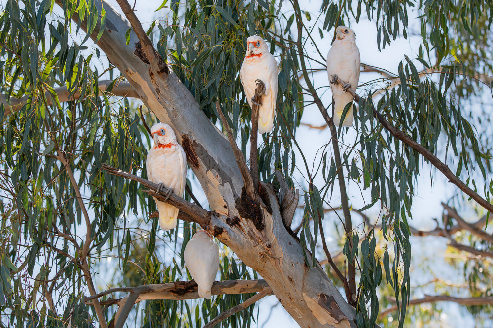 Four white cockatoos with orange markings on their necks perch on the branches of a eucalyptus tree. The birds are facing different directions, with some looking at the camera and others looking away. The tree has long, green leaves and a rough, grey trunk.
