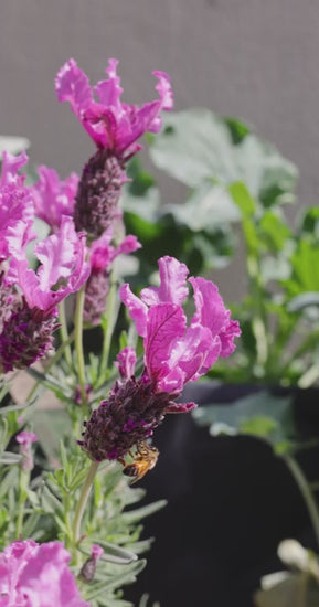 Closeup of a honey bee diligently collecting nectar from a bright purple spanish lavender flower, then flying away. A beautiful spring scene