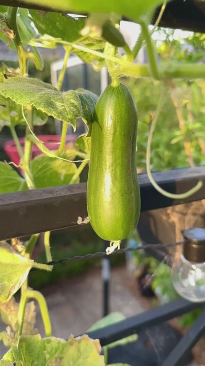 Close up of a small, green butternut squash hanging from a vine. The young vegetable grows on a trellis in a home balcony garden