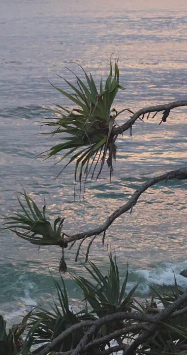 Pandanus palm tree leaves blowing in the wind with a calm ocean background. Beautiful pink and purple sunset reflecting on the water surface
