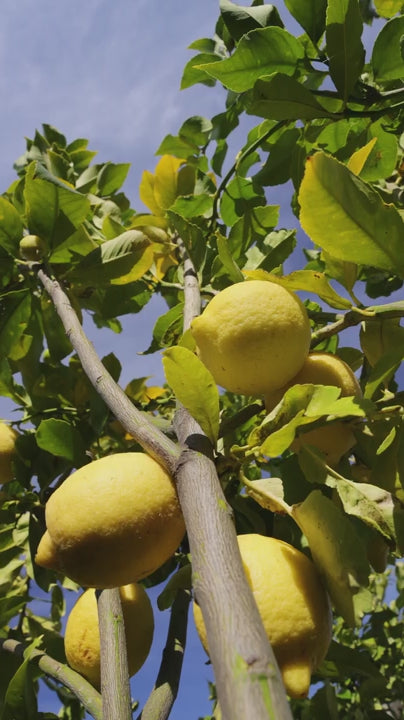 Low angle view of a lemon tree with ripe yellow citrus fruits hanging from branches. Bright green leaves moving in the wind against a blue sky