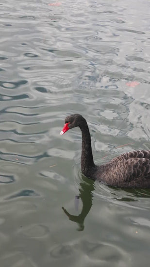 Black swan gliding smoothly across serene lake surface, showcasing elegant movement with distinctive red beak cutting through rippling water