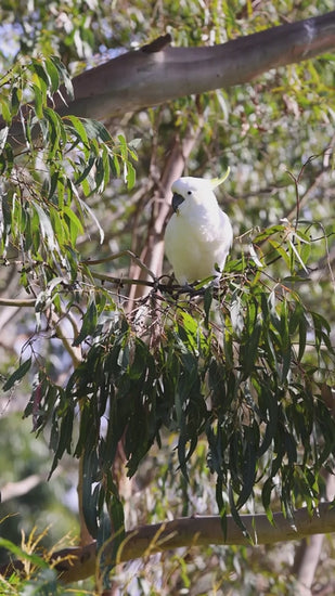 A white and yellow Sulphur crested cockatoo sitting on a eucalyptus tree branch in slow motion on a sunny day