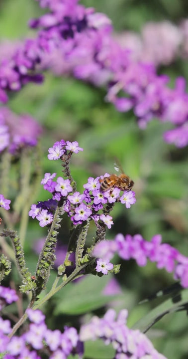 Honey bee pollinating small purple flowers in a garden with green and purple background